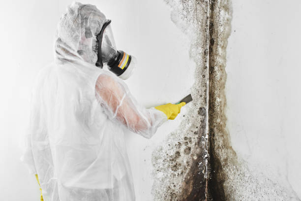 Best Mold Damage Repair  in North Plainfield, NJ