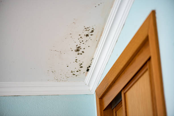 Best Mold Removal and Inspection  in North Plainfield, NJ