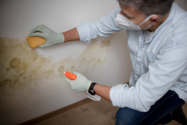 Best Fast Mold Removal  in North Plainfield, NJ