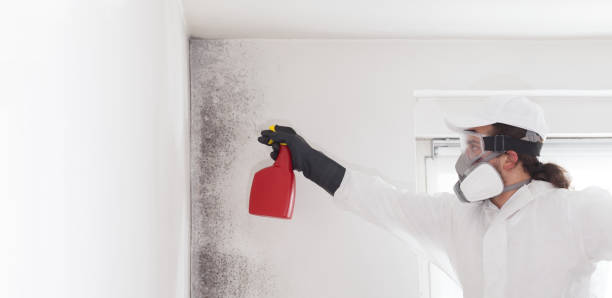 Mold Removal Process in North Plainfield, NJ
